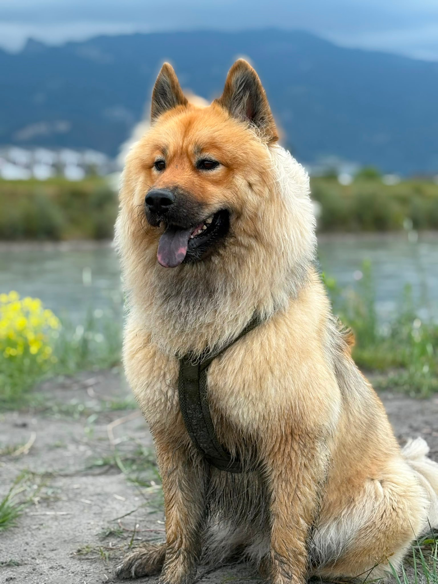 Hund der Felloase im Freien