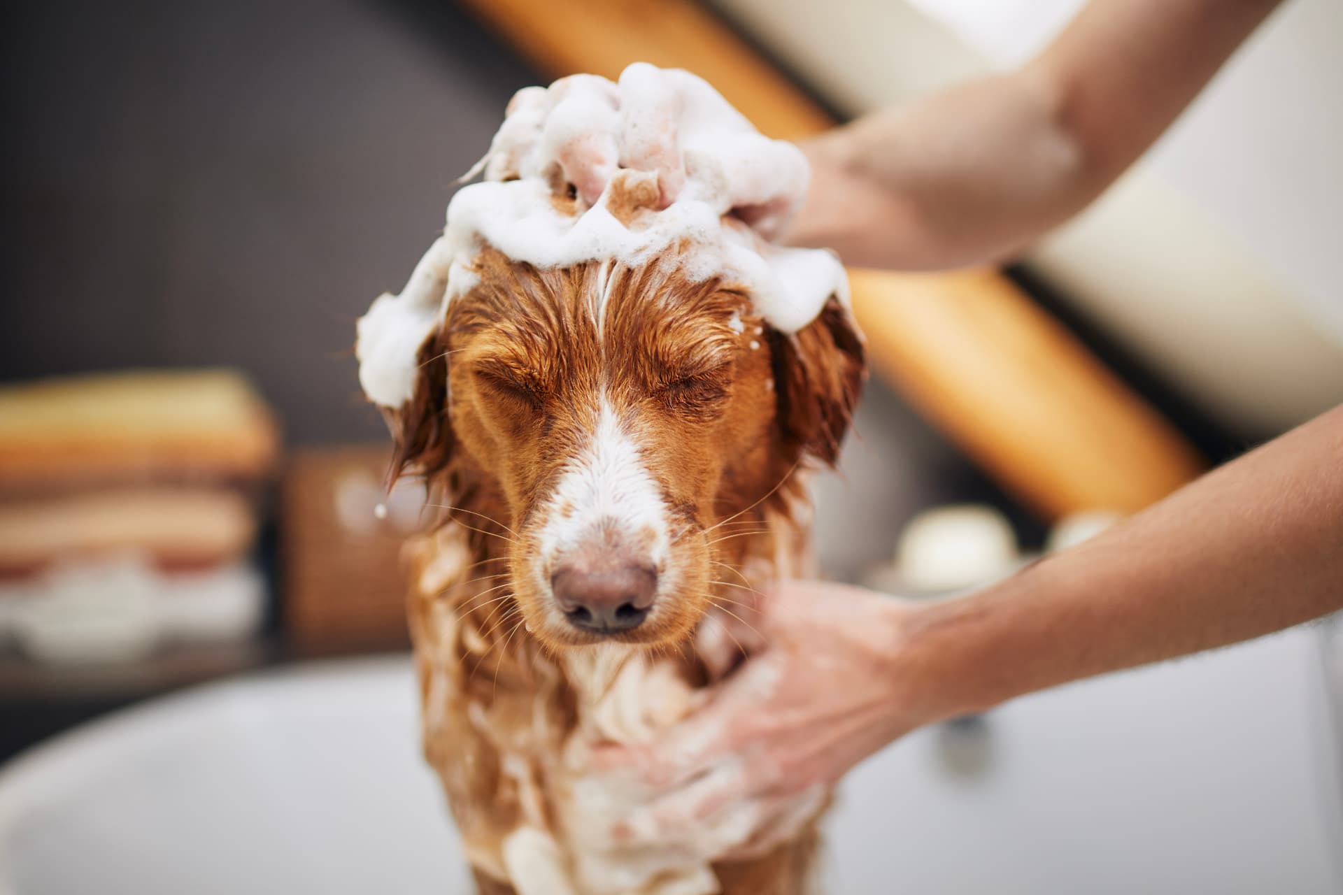 Hund bei einer sanften Fellwäsche