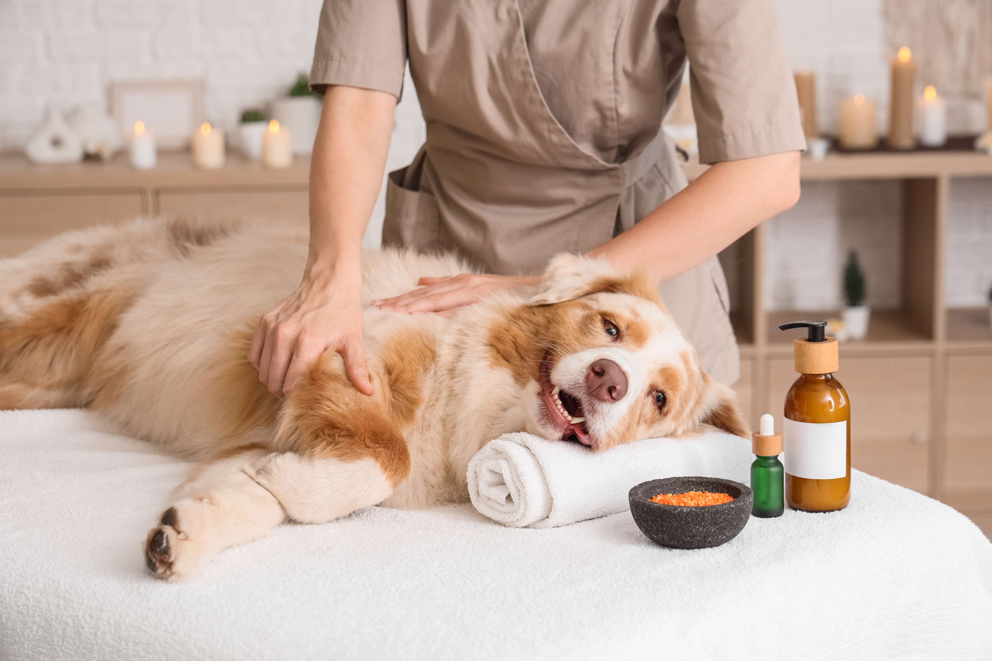 Entspannter Hund wird auf einer Massageliege massiert